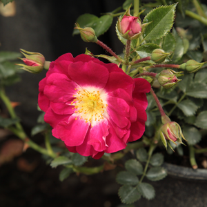 Pоза Липстицк® - розов - Растения за подземни растения рози